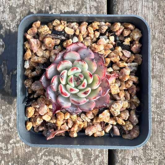 0207 Echeveria 'Purple Minima'