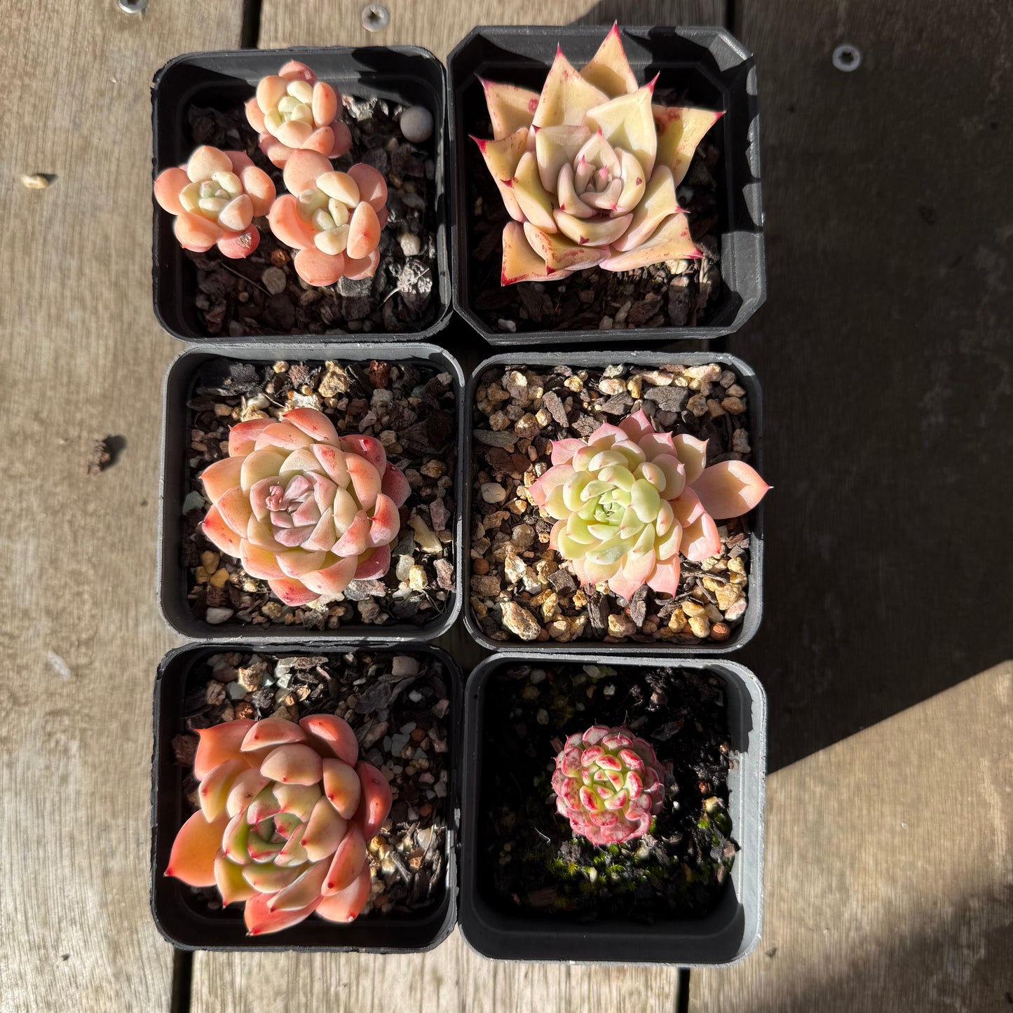 000 Succulent Value Pack [D2]