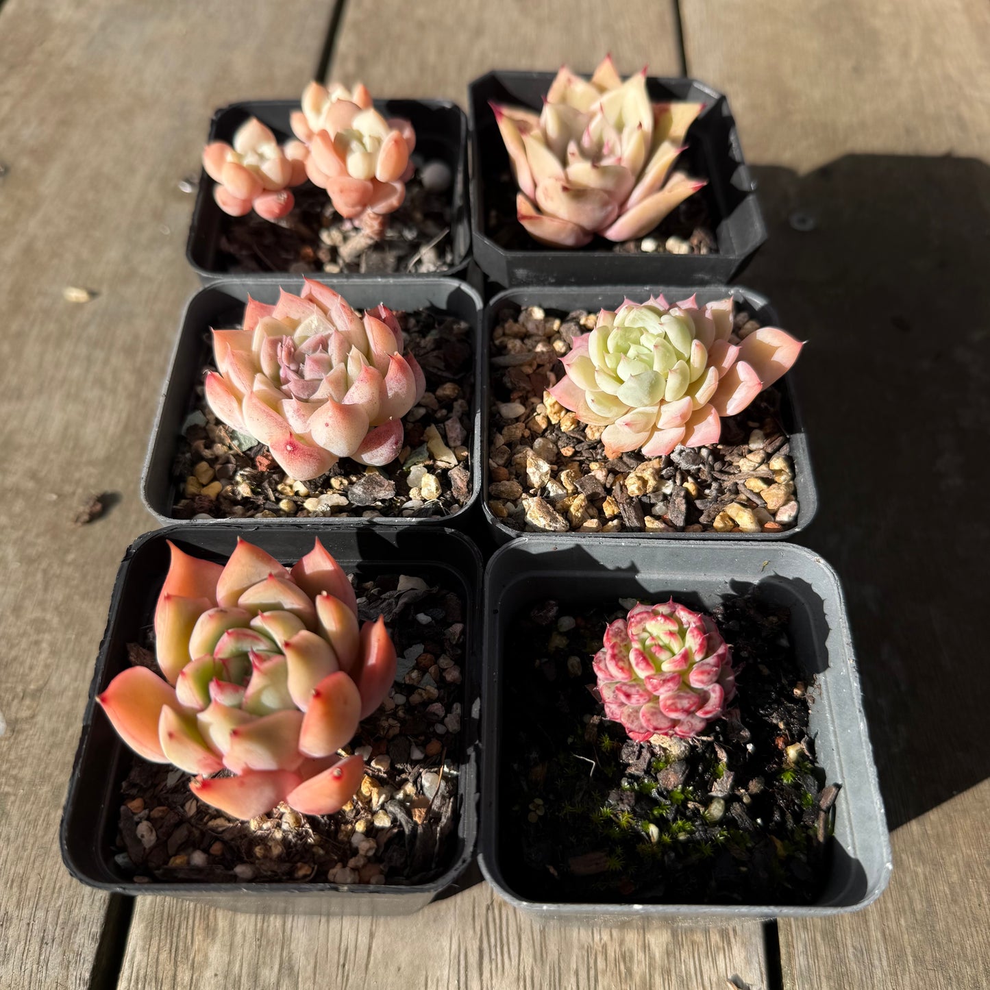 000 Succulent Value Pack [D2]