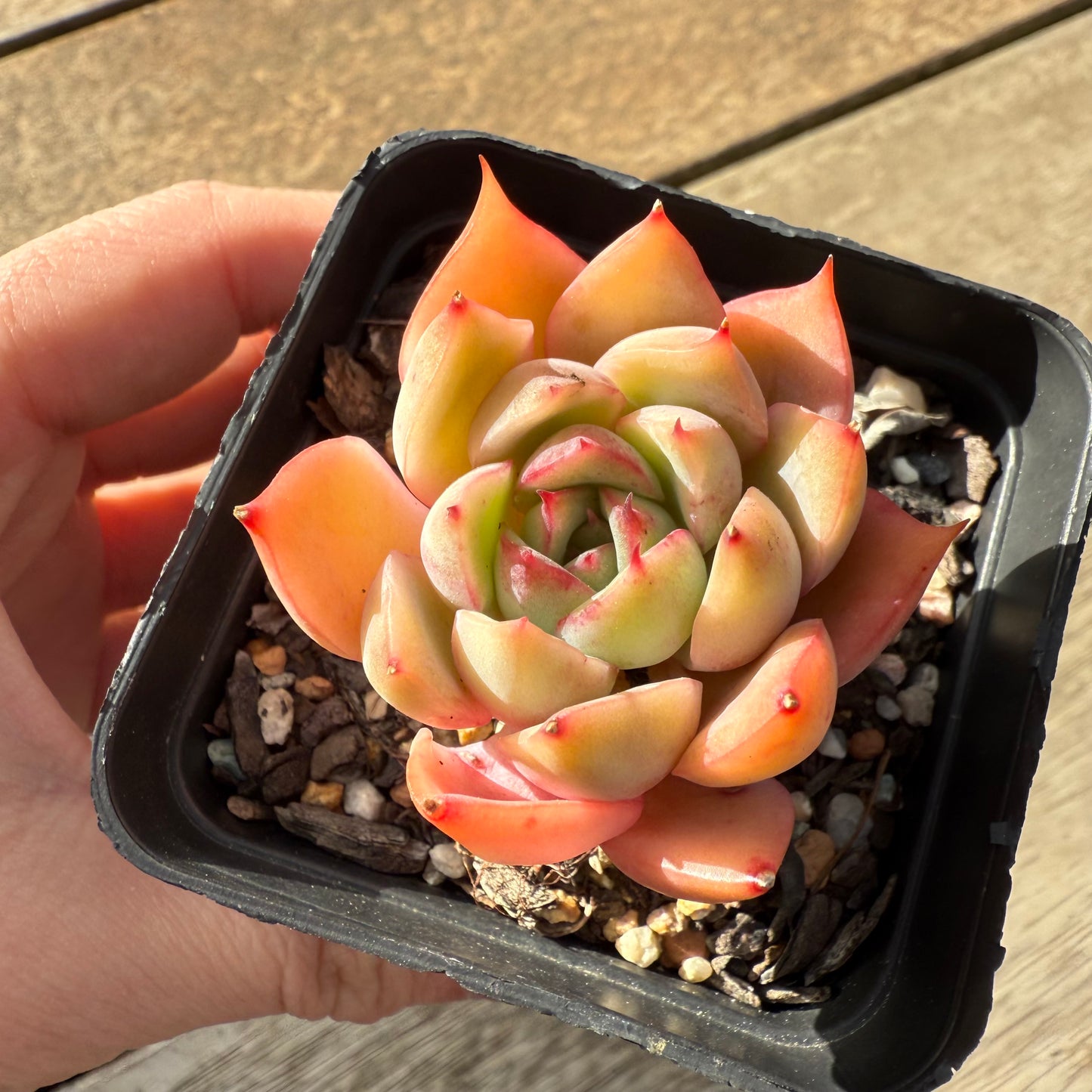 000 Succulent Value Pack [D2]