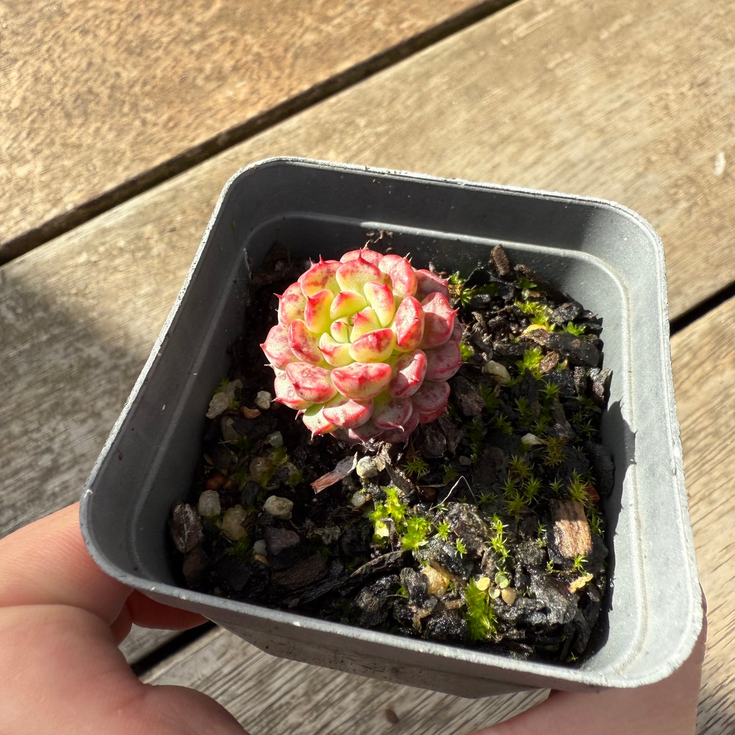 000 Succulent Value Pack [D2]