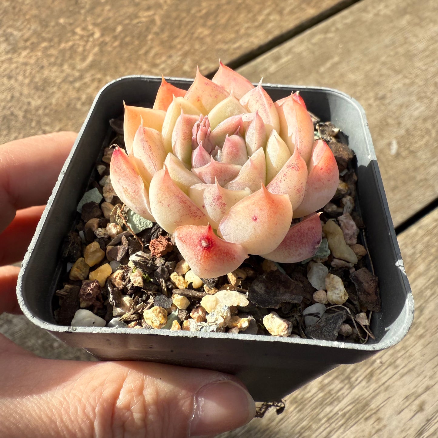000 Succulent Value Pack [D2]