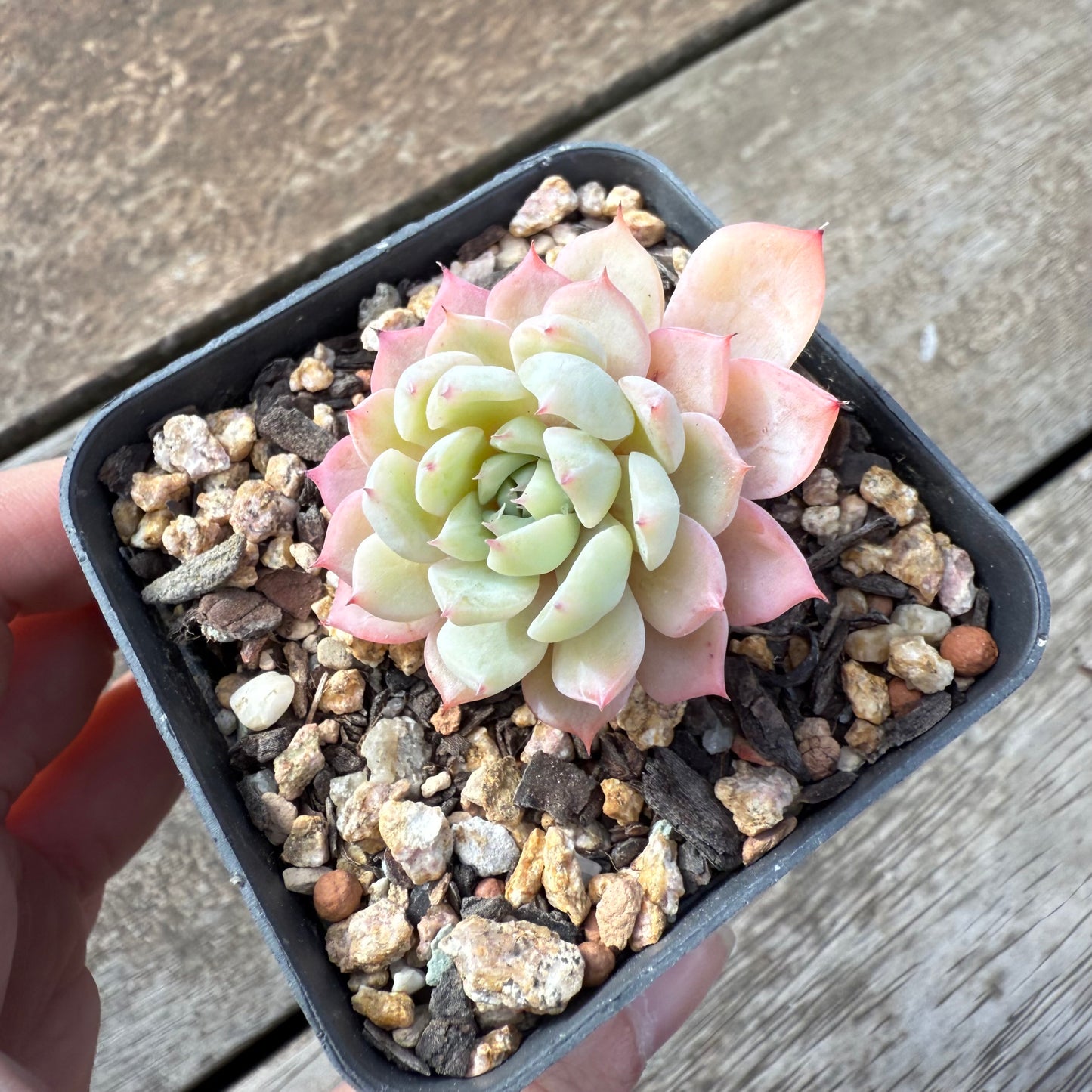 000 Succulent Value Pack [D2]