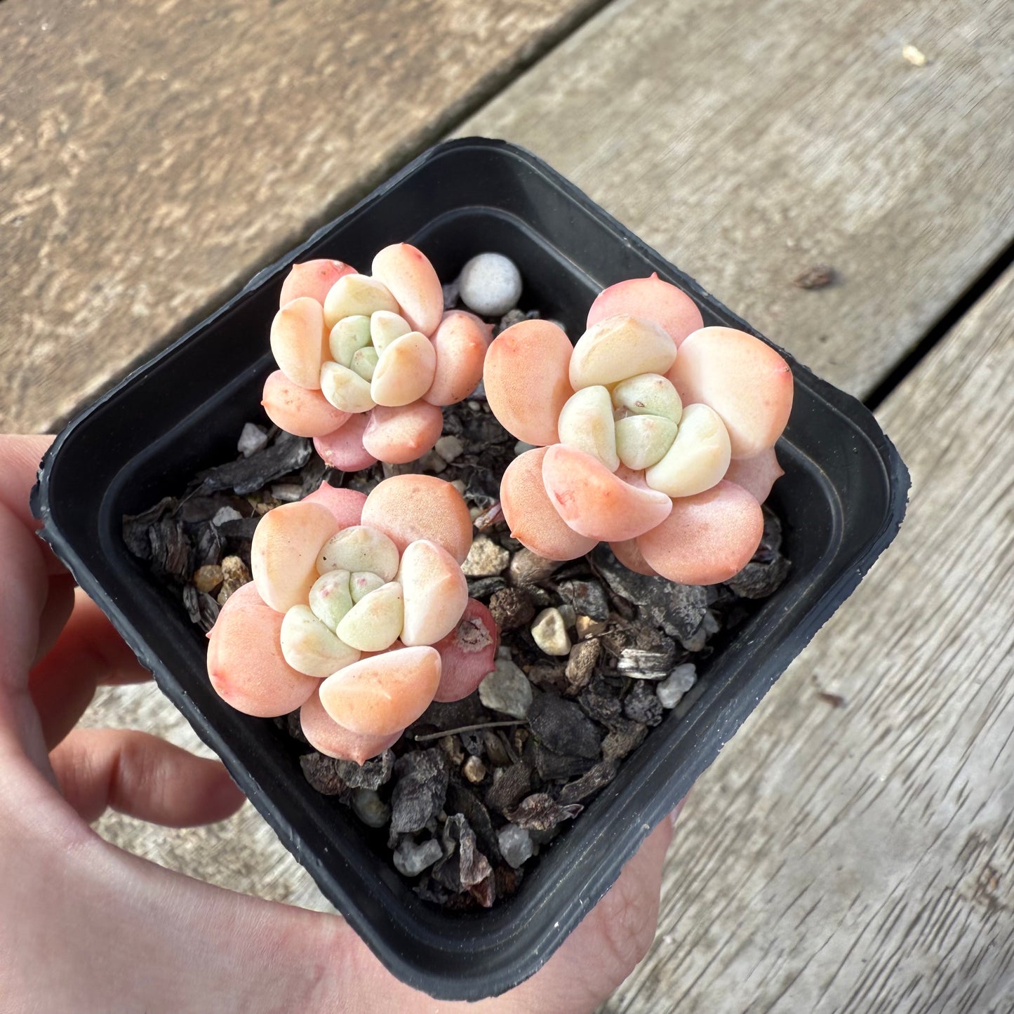 000 Succulent Value Pack [D2]