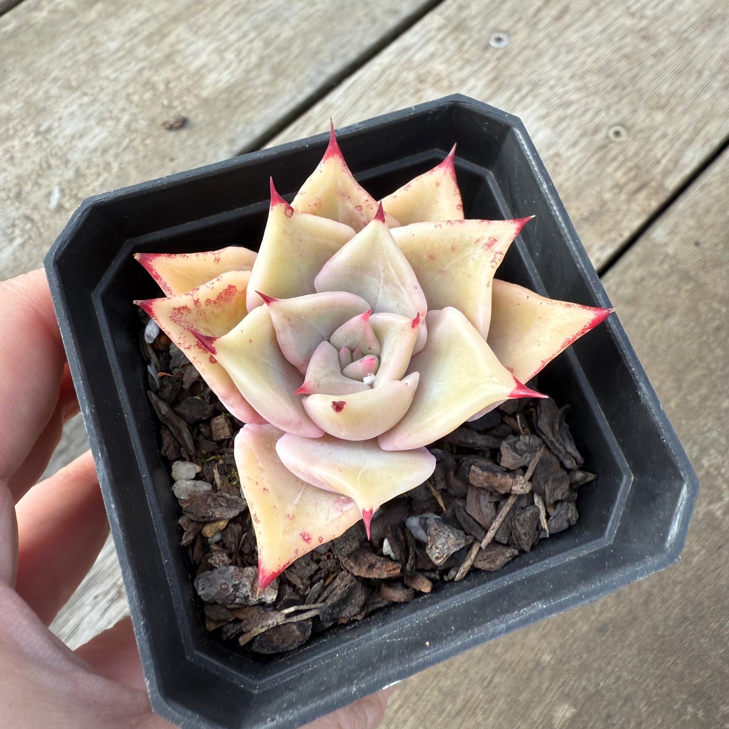 000 Succulent Value Pack [D2]