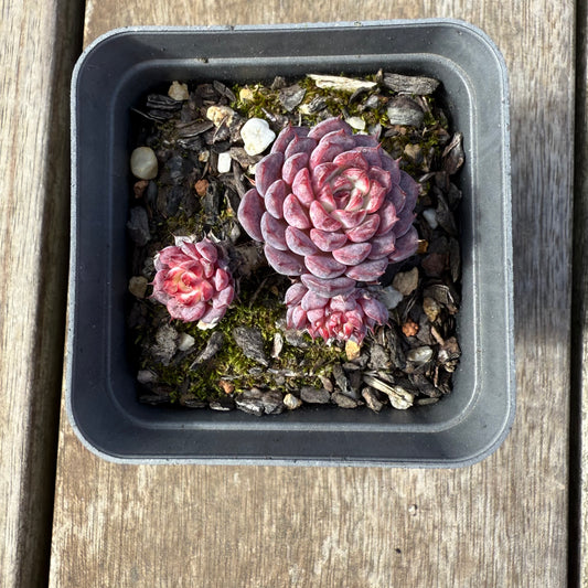 0209 Echeveria Blue Minima