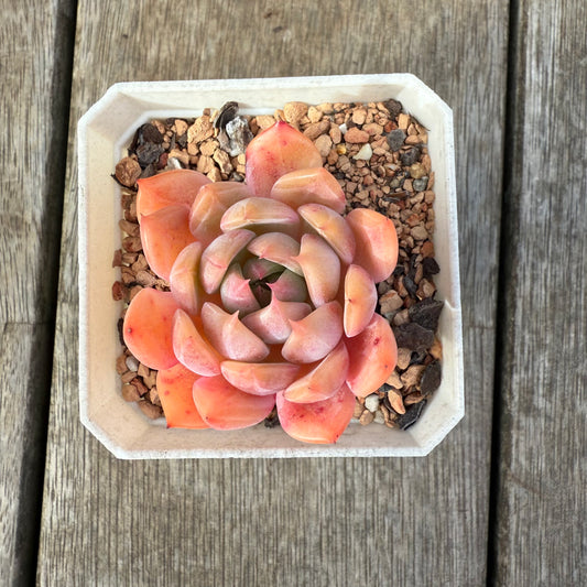 0209 Echeveria Chrome Hearts