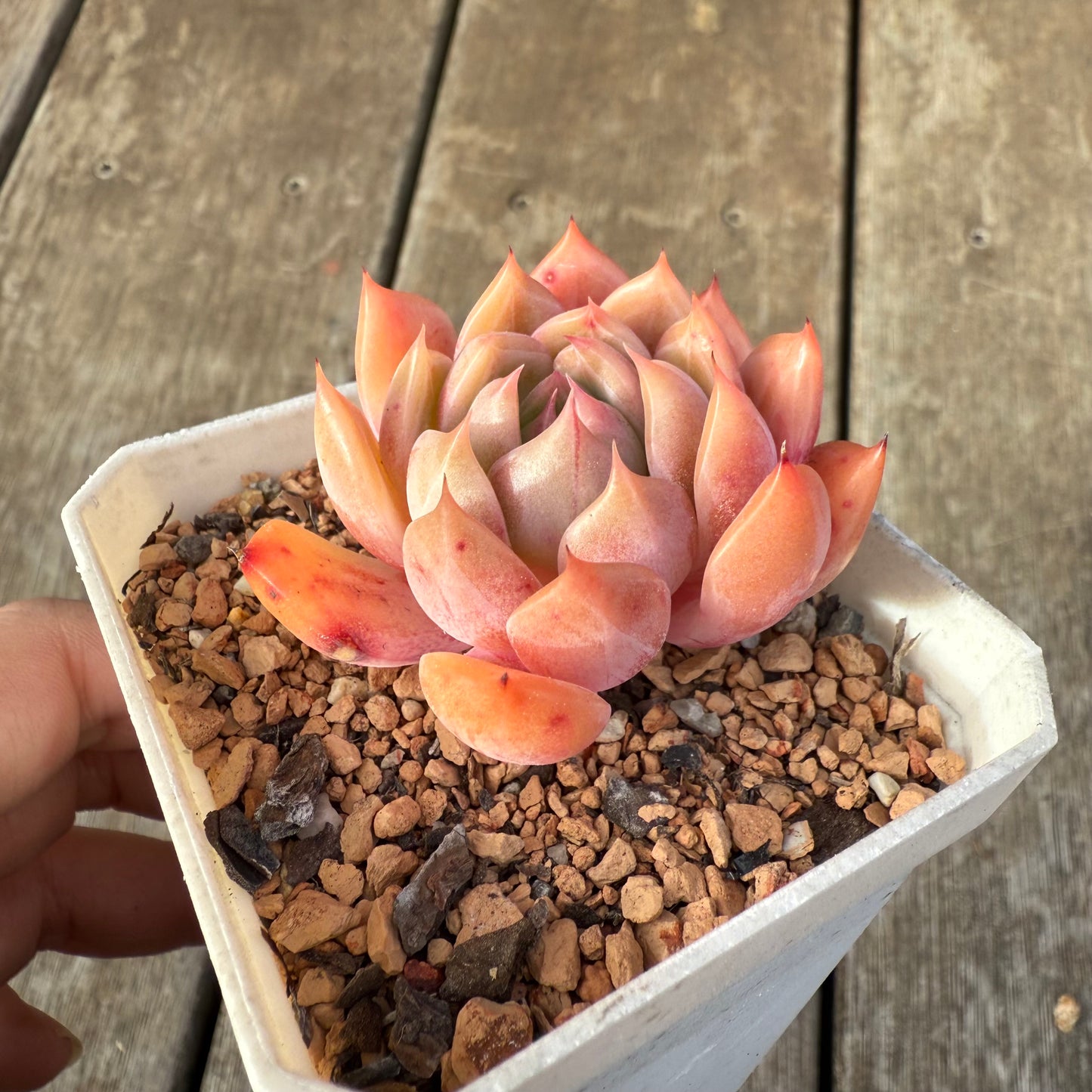 0209 Echeveria Chrome Hearts