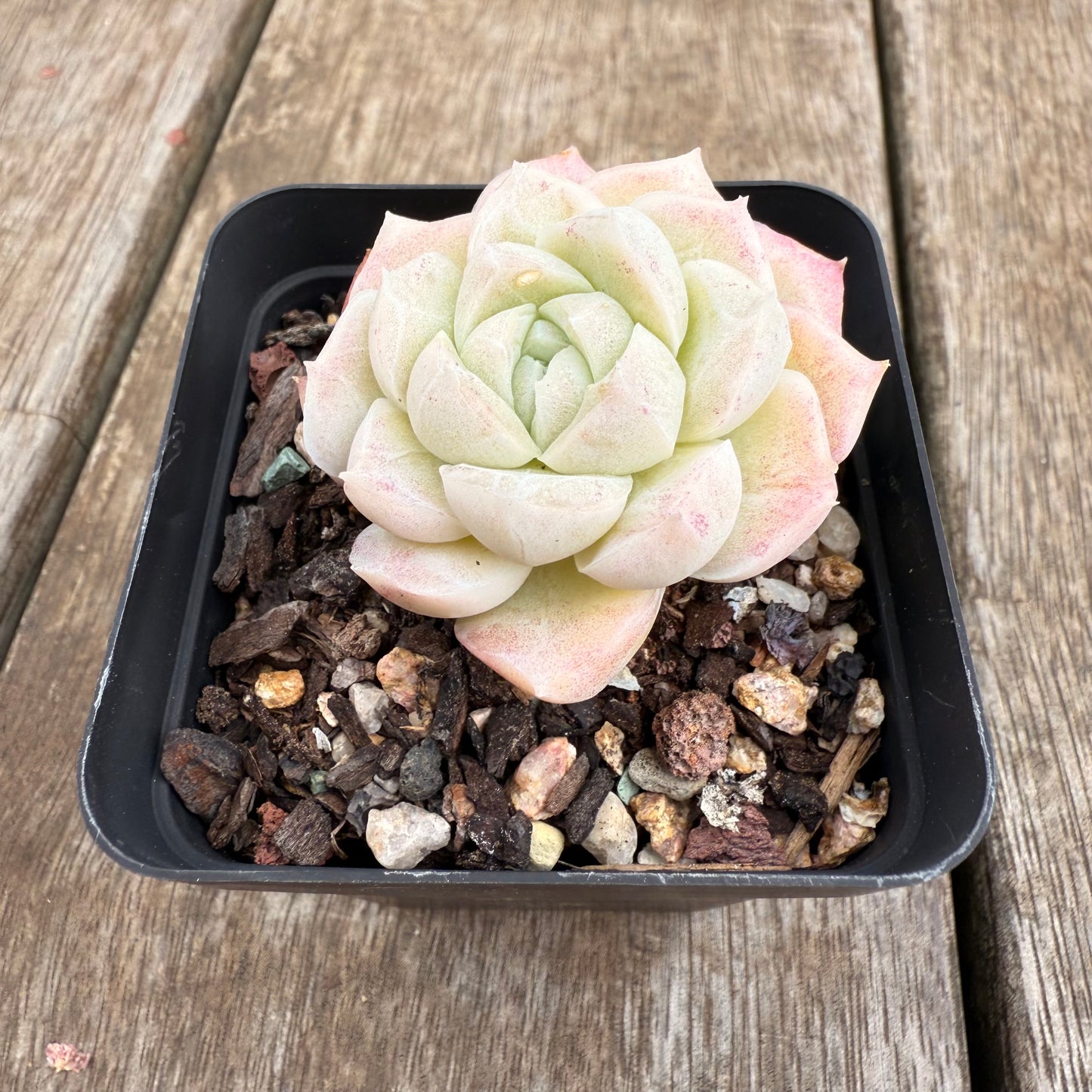 0209 Echeveria Elegans 'Crystal'