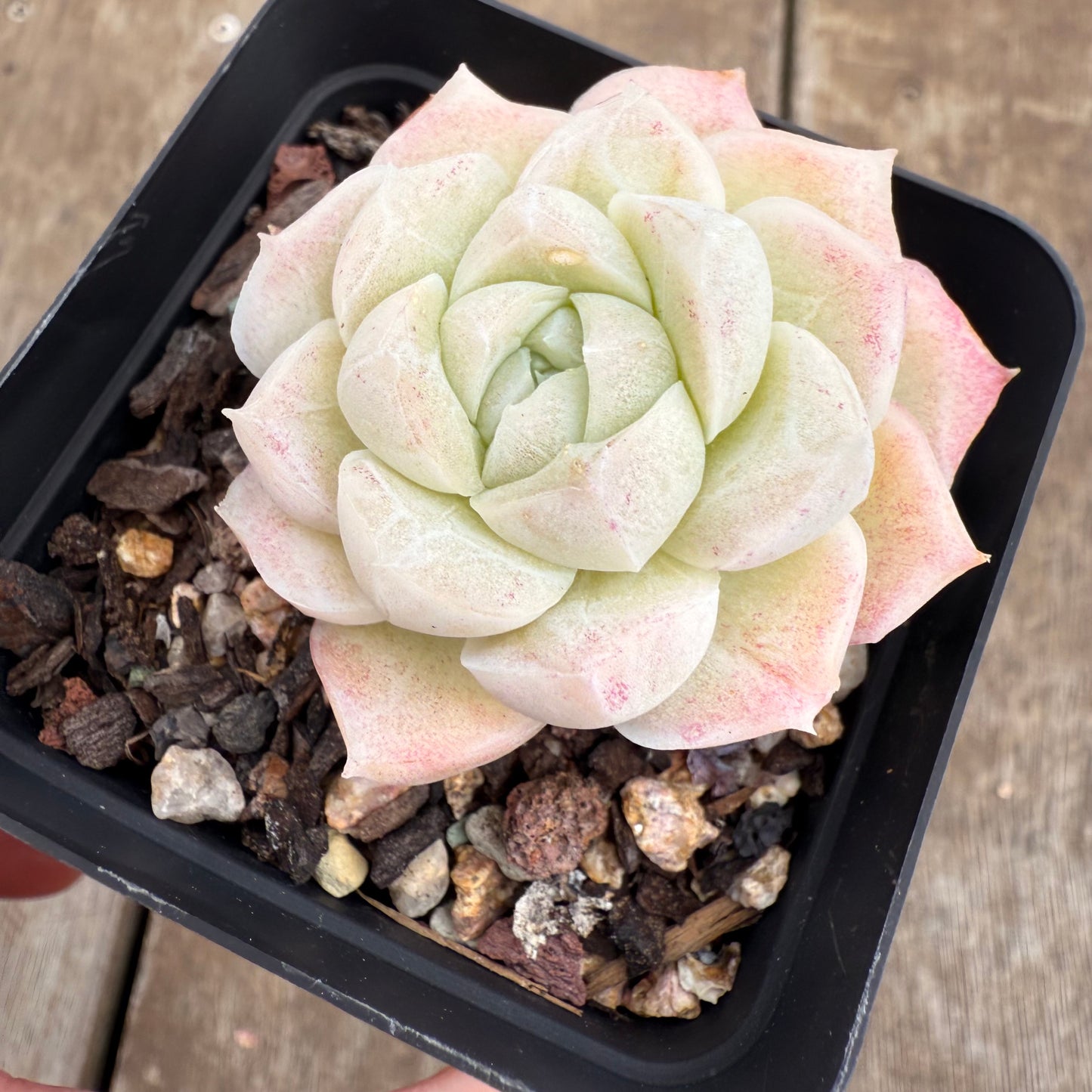 0209 Echeveria Elegans 'Crystal'