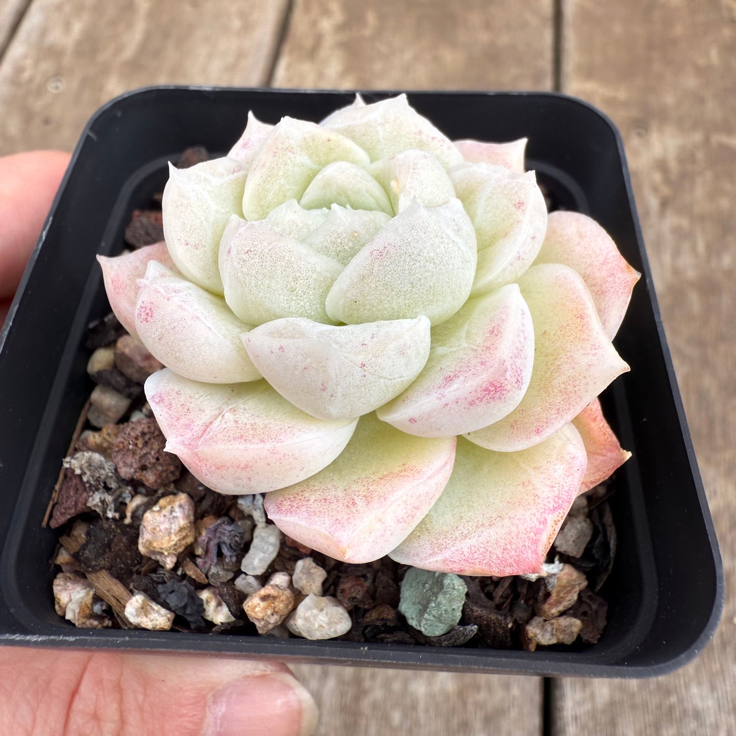 0209 Echeveria Elegans 'Crystal'