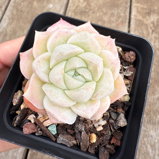 0209 Echeveria Elegans 'Crystal'