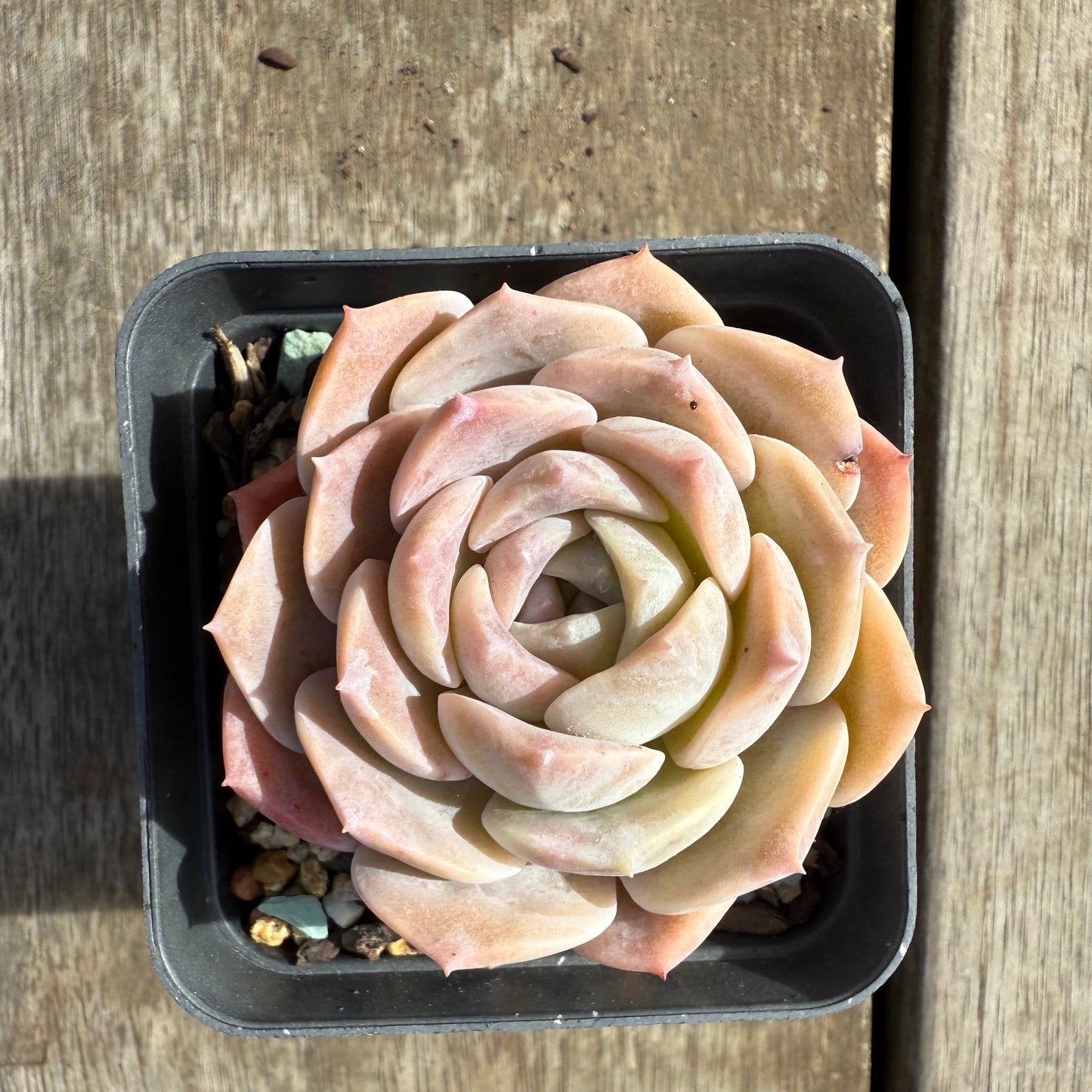 0209 Echeveria Everhart