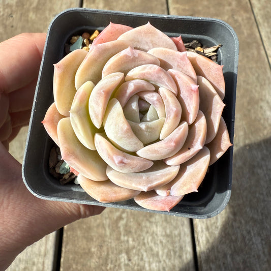 0209 Echeveria Everhart