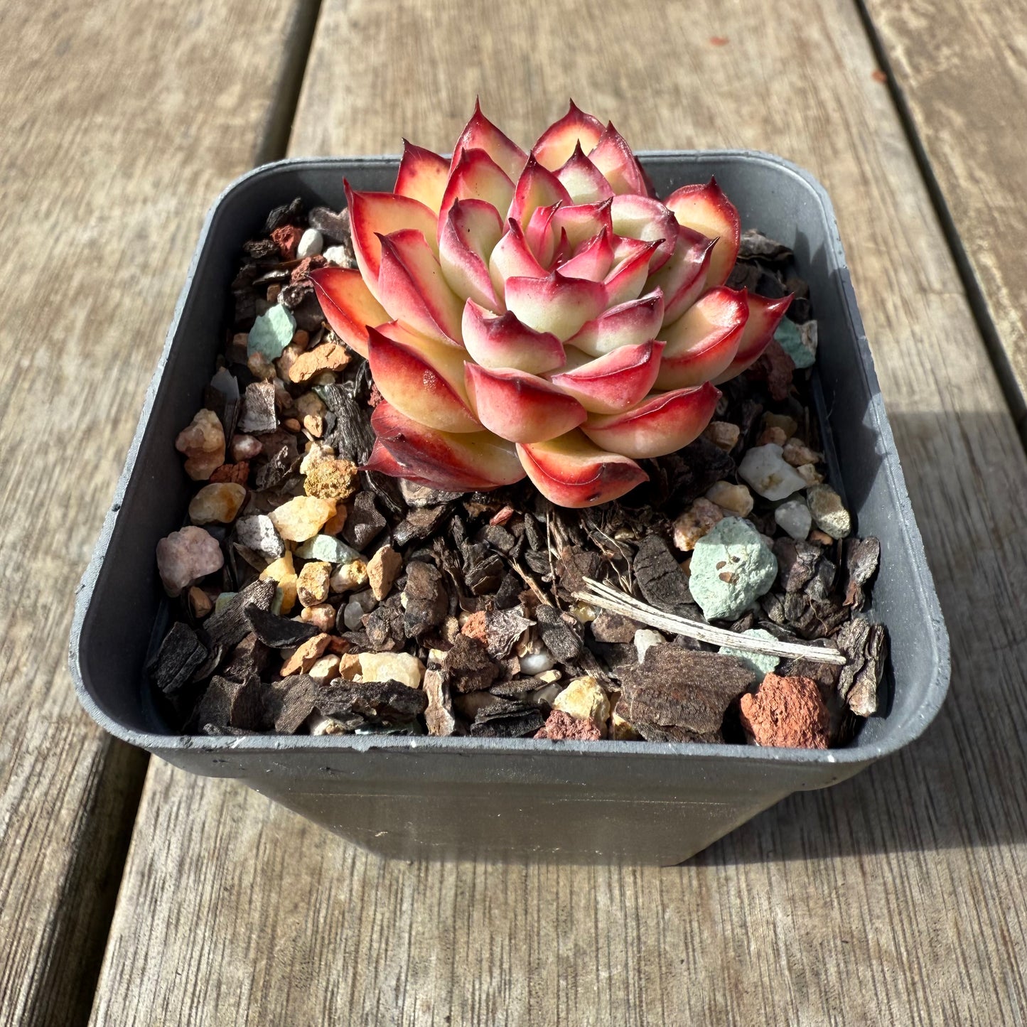 0209 Echeveria Flaming Red Lips