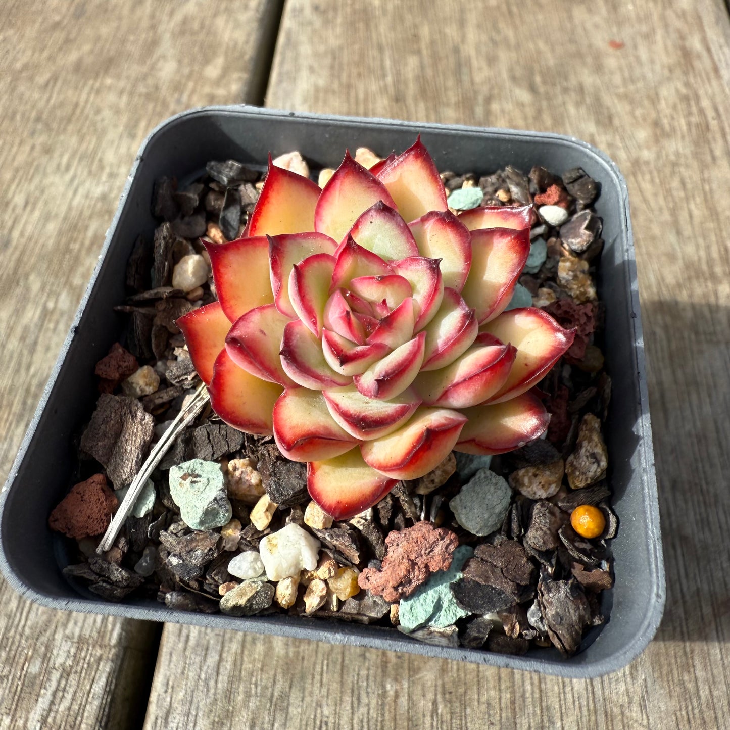0209 Echeveria Flaming Red Lips