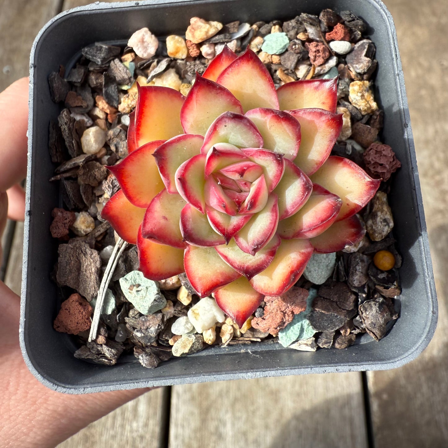 0209 Echeveria Flaming Red Lips