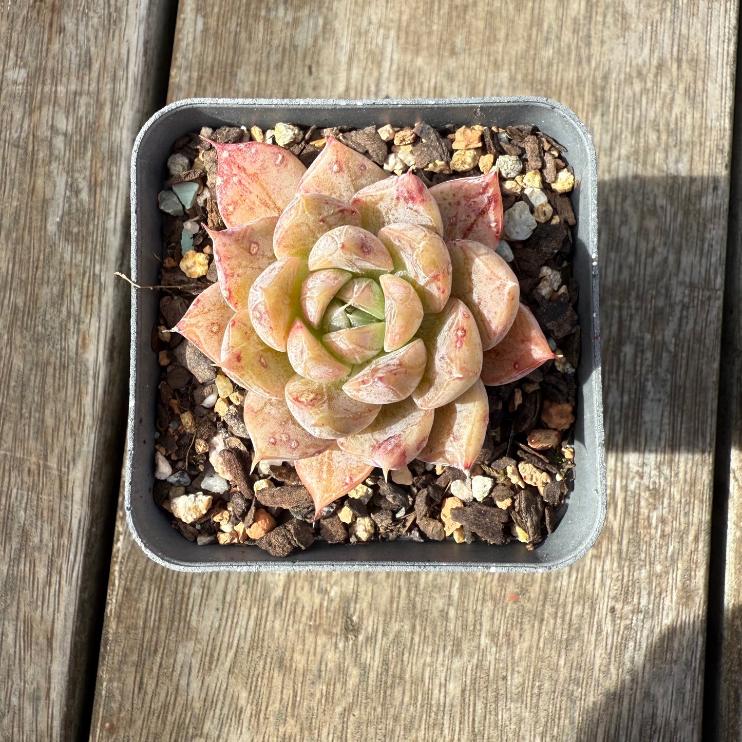 0209 Echeveria Galaxy