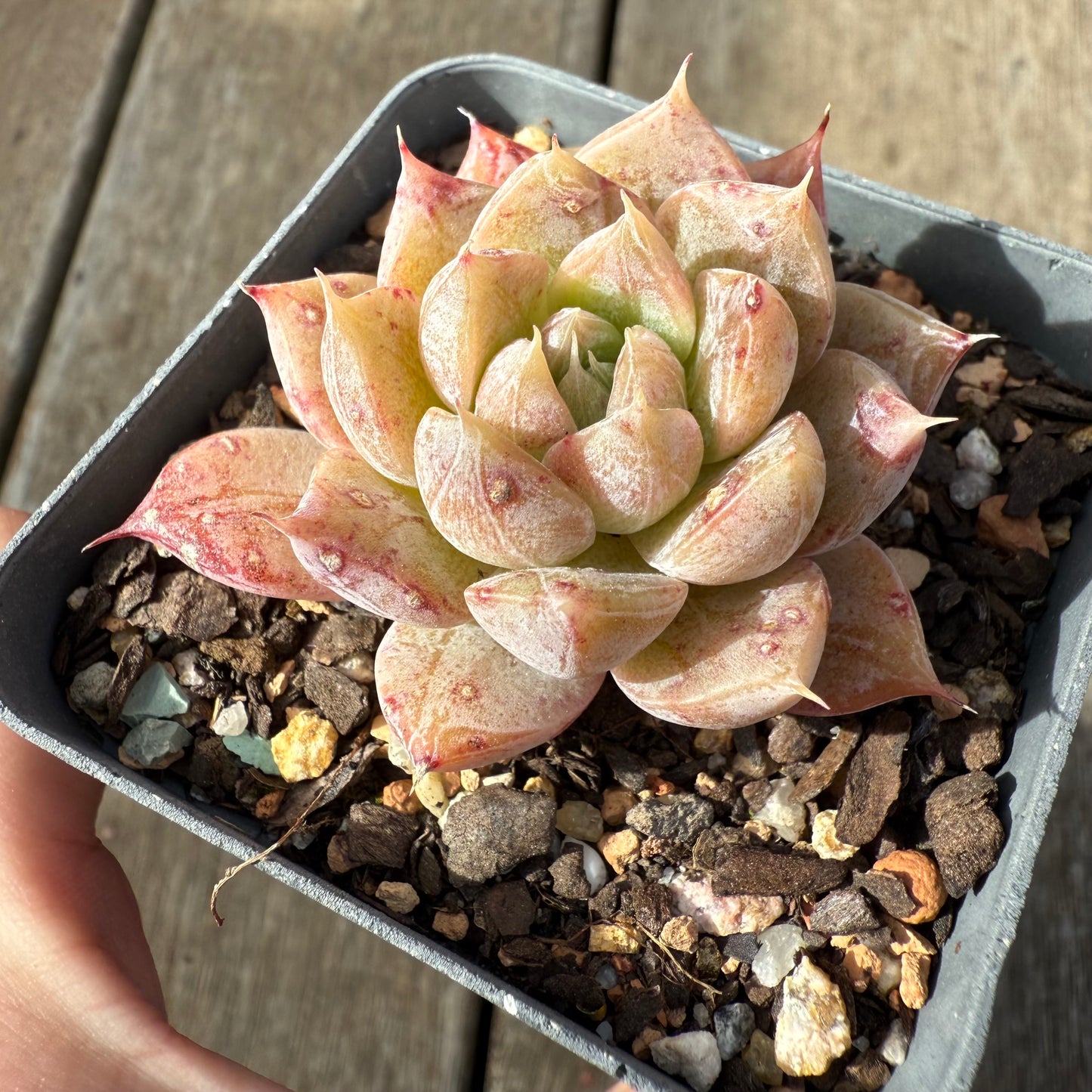0209 Echeveria Galaxy
