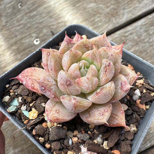0209 Echeveria Galaxy