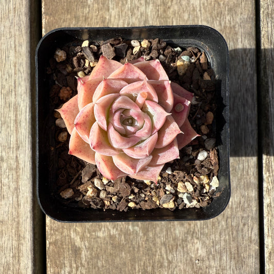 0209 Echeveria 'Jellyfish'