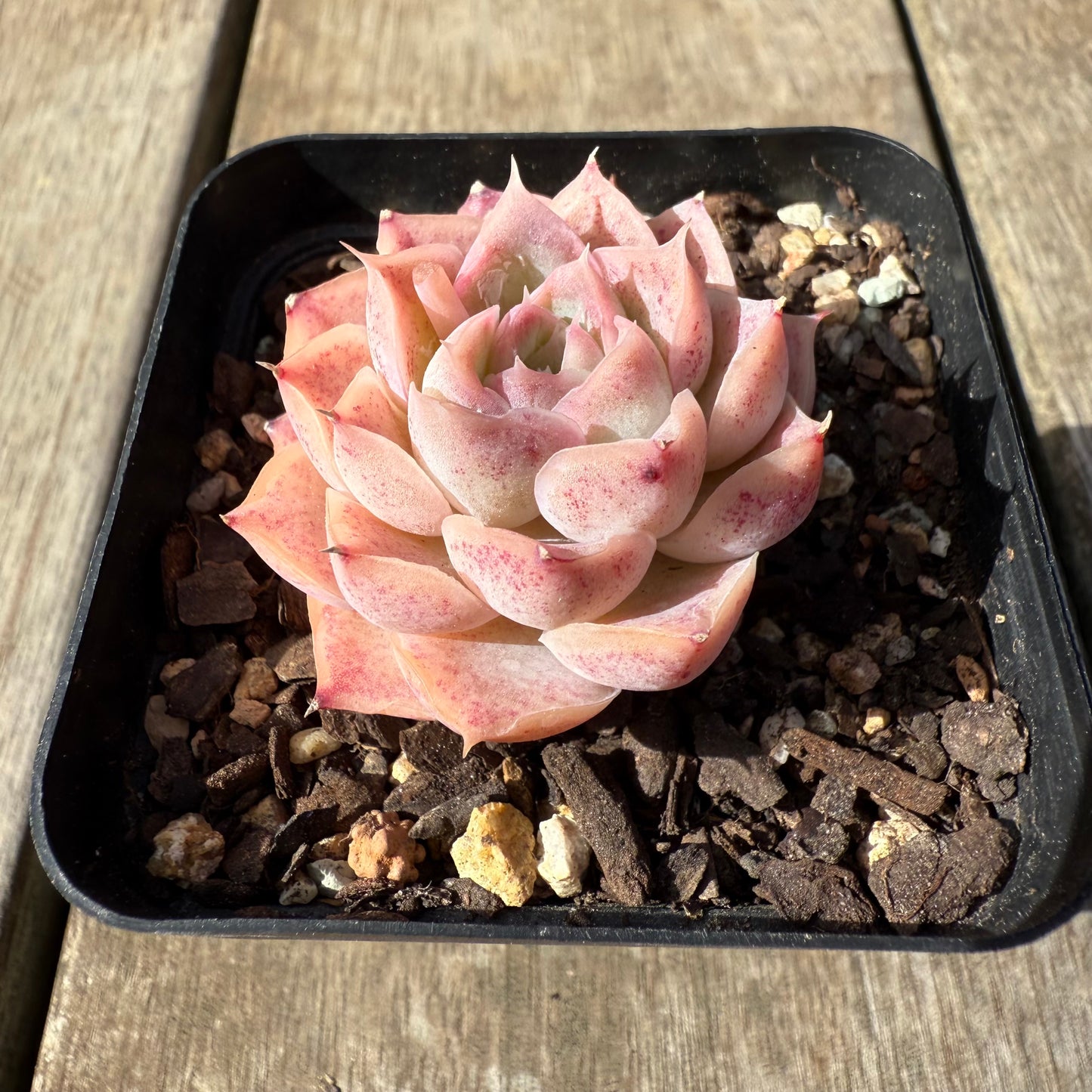 0209 Echeveria 'Jellyfish'