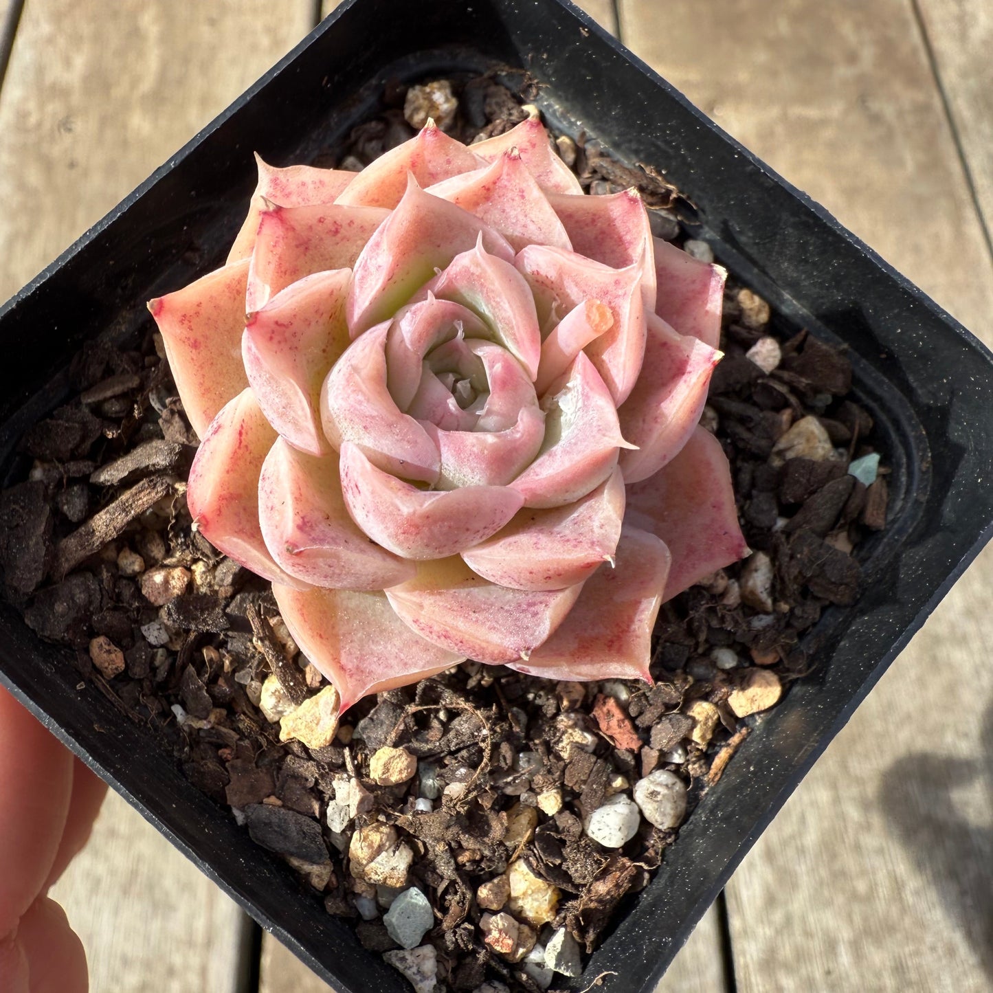 0209 Echeveria 'Jellyfish'