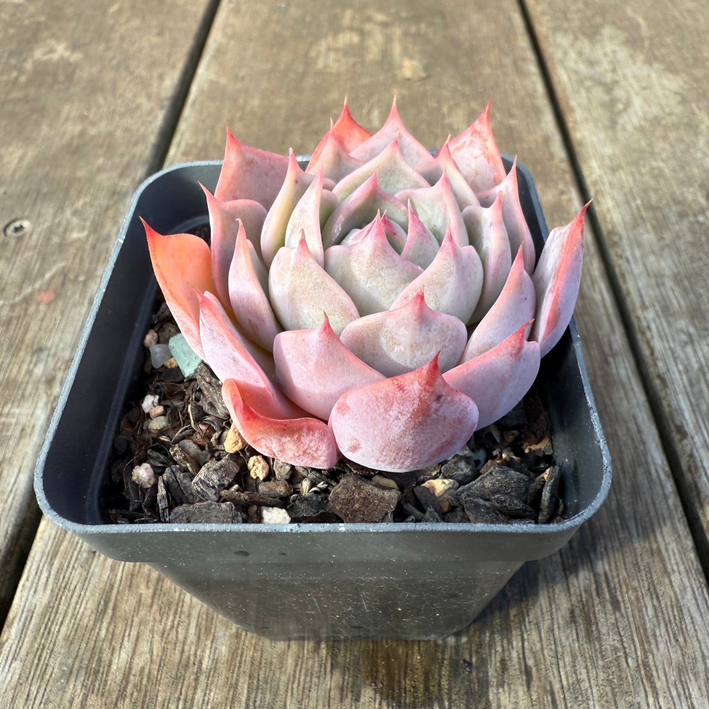 0209 Echeveria Laulensis x Tuxpan