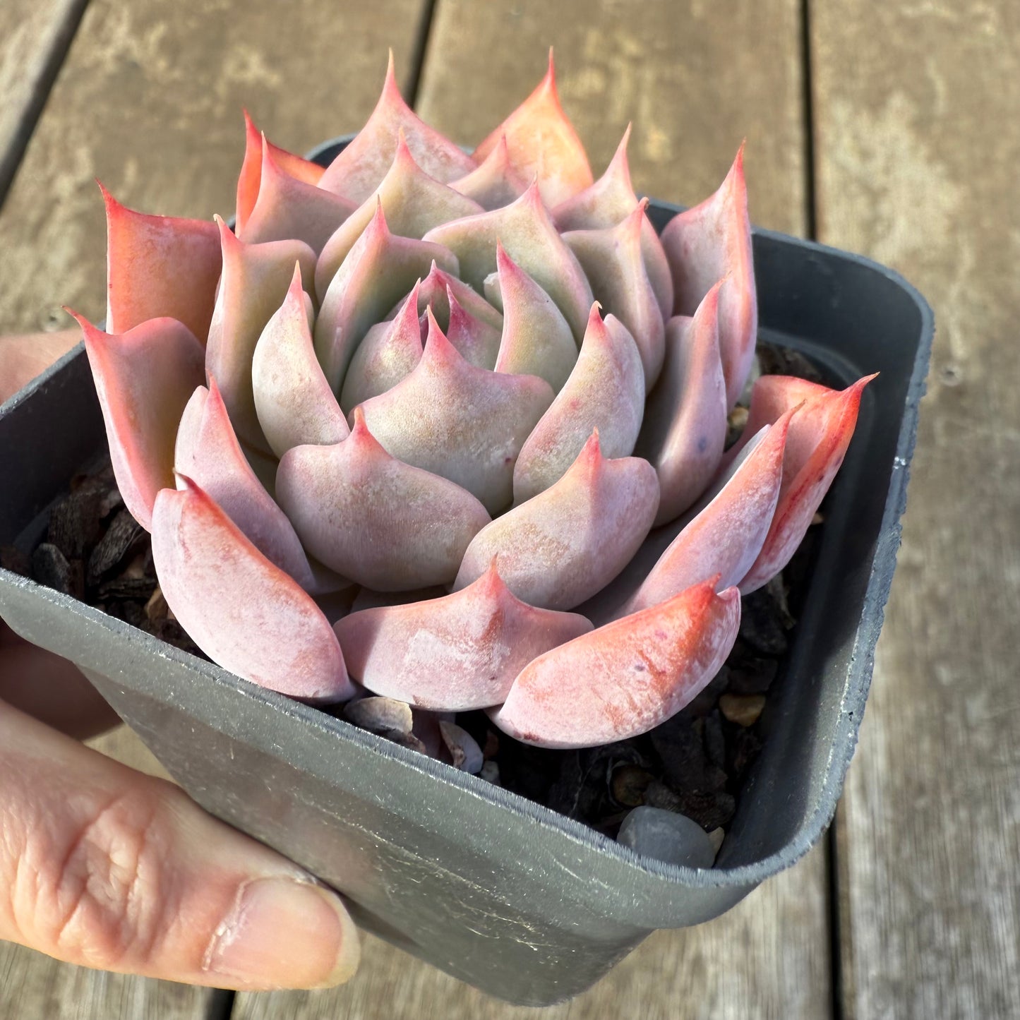 0209 Echeveria Laulensis x Tuxpan