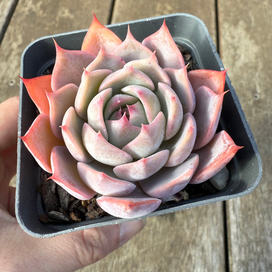 0209 Echeveria Laulensis x Tuxpan