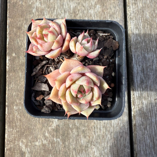 0209 Echeveria Lily (Multi)