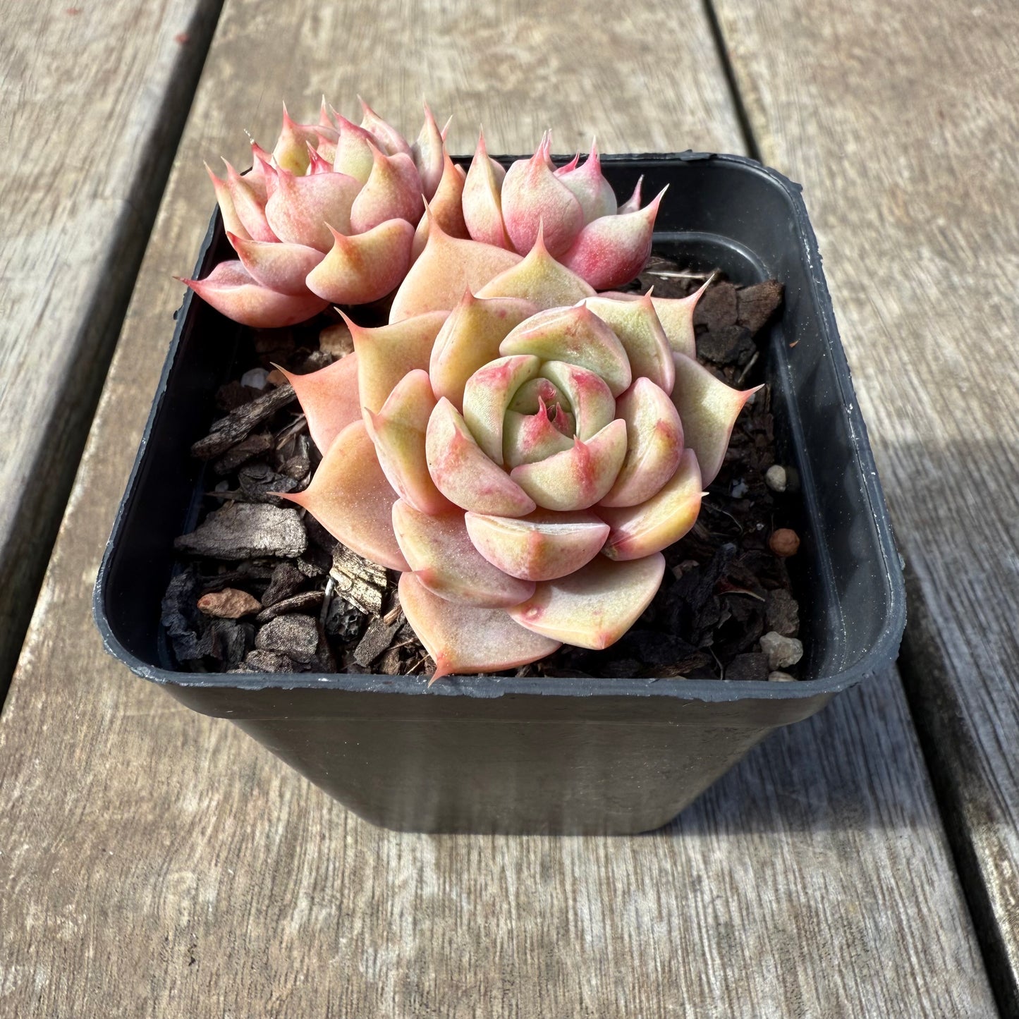 0209 Echeveria Lily (Multi)