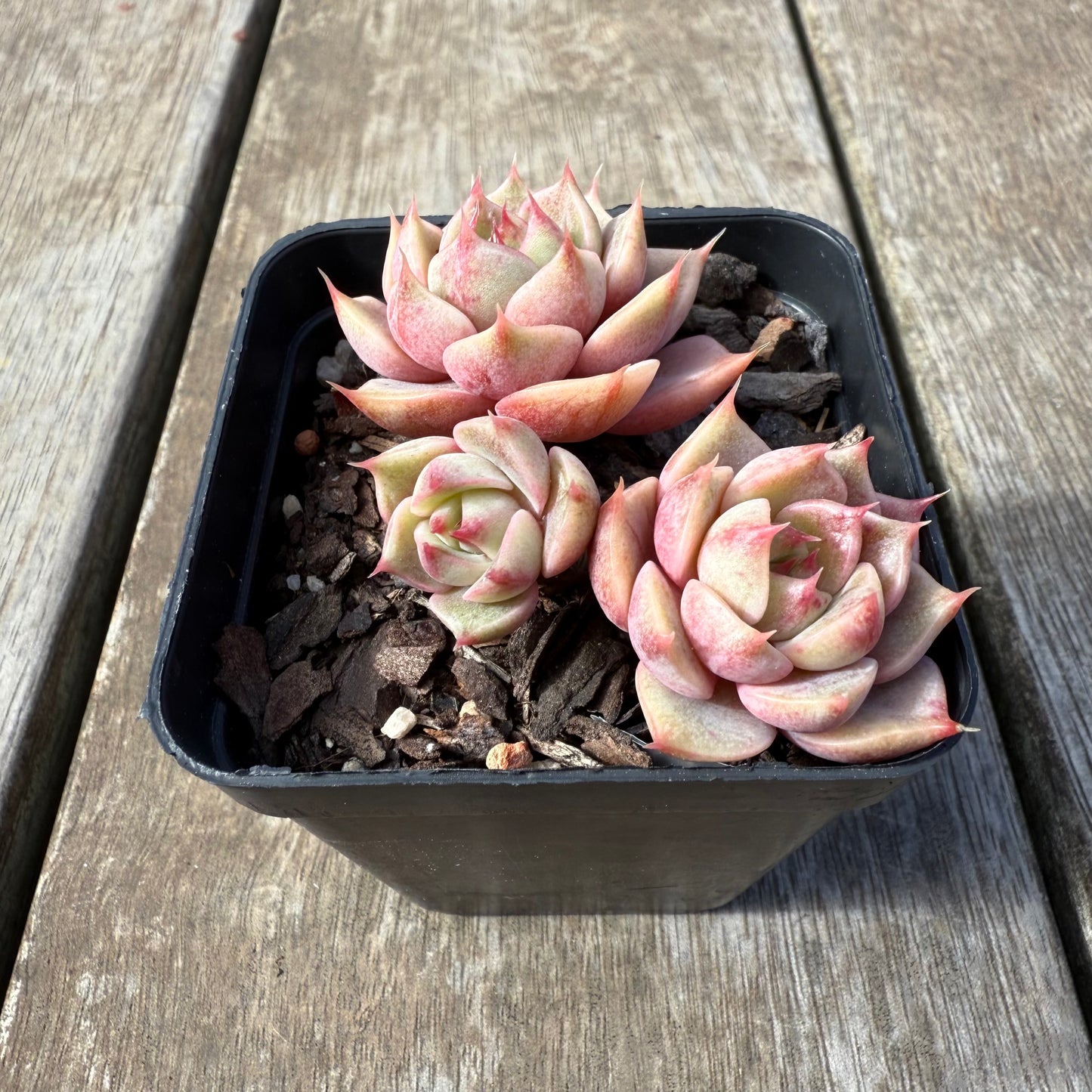 0209 Echeveria Lily (Multi)