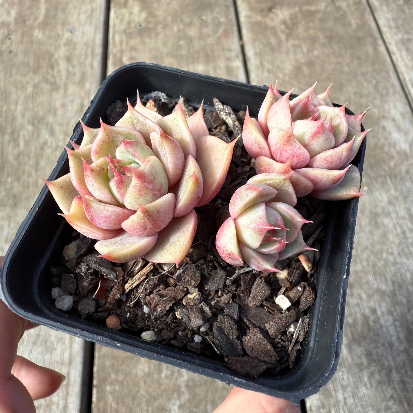 0209 Echeveria Lily (Multi)