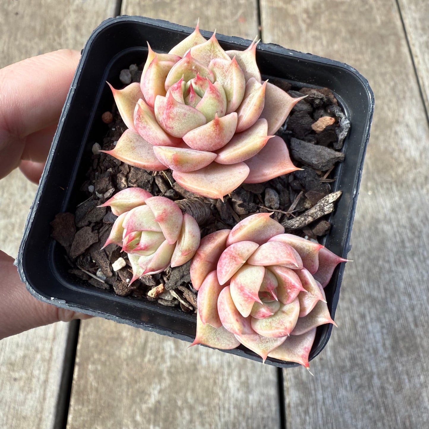 0209 Echeveria Lily (Multi)