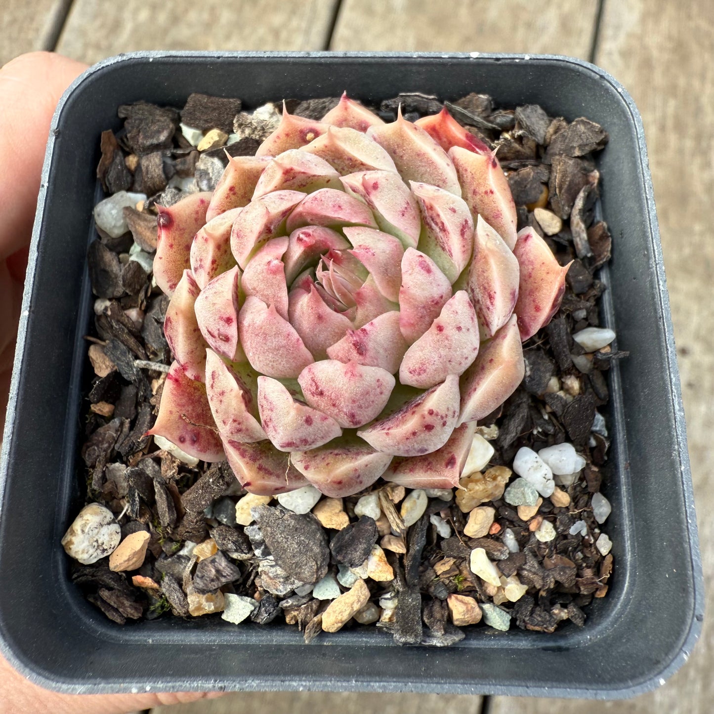 0209 Echeveria Malgan 'Gilo'