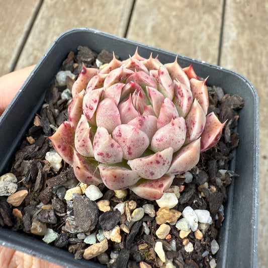 0209 Echeveria Malgan 'Gilo'