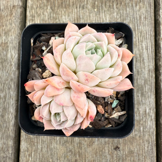 0209 Echeveria Pink Rose
