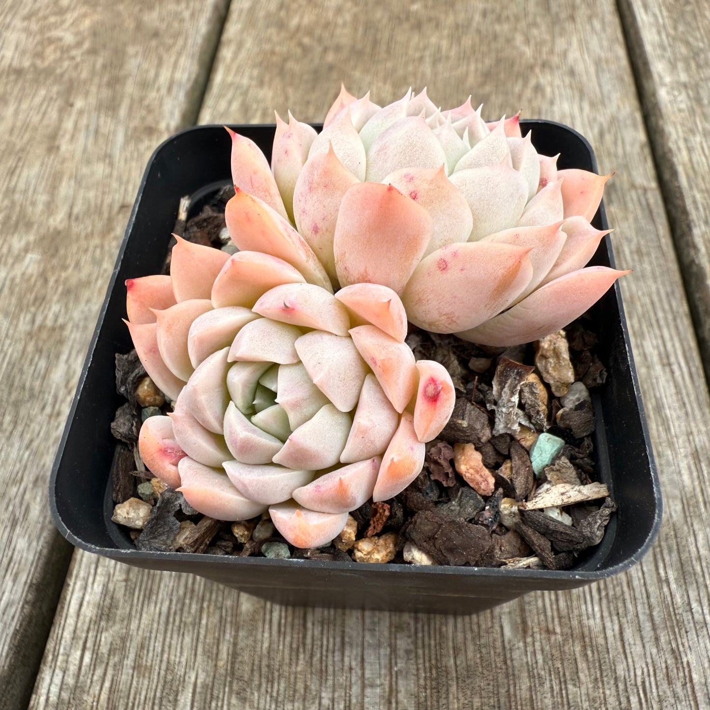 0209 Echeveria Pink Rose