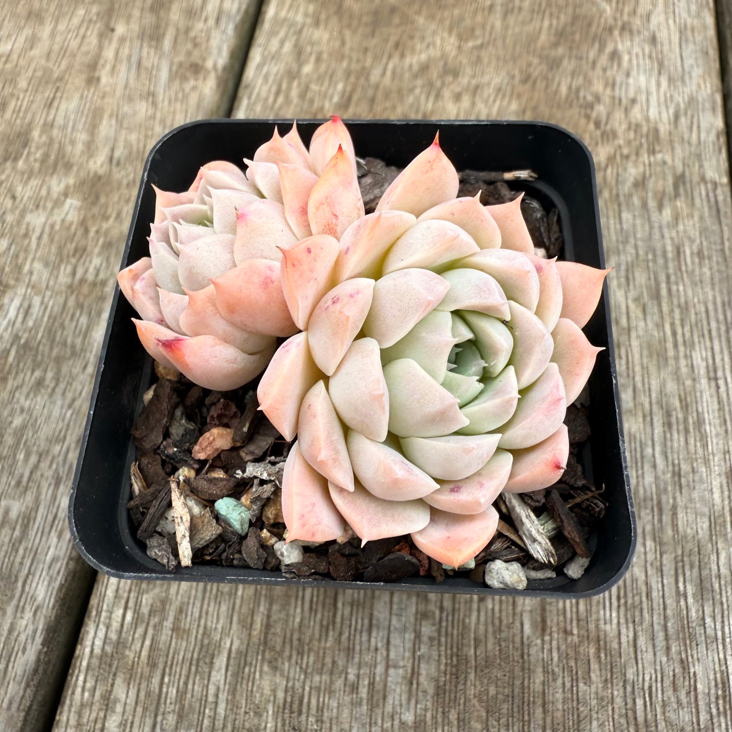 0209 Echeveria Pink Rose