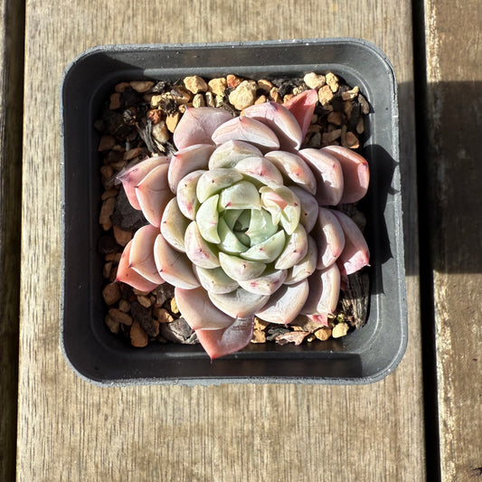 0209 Echeveria Violet Princess