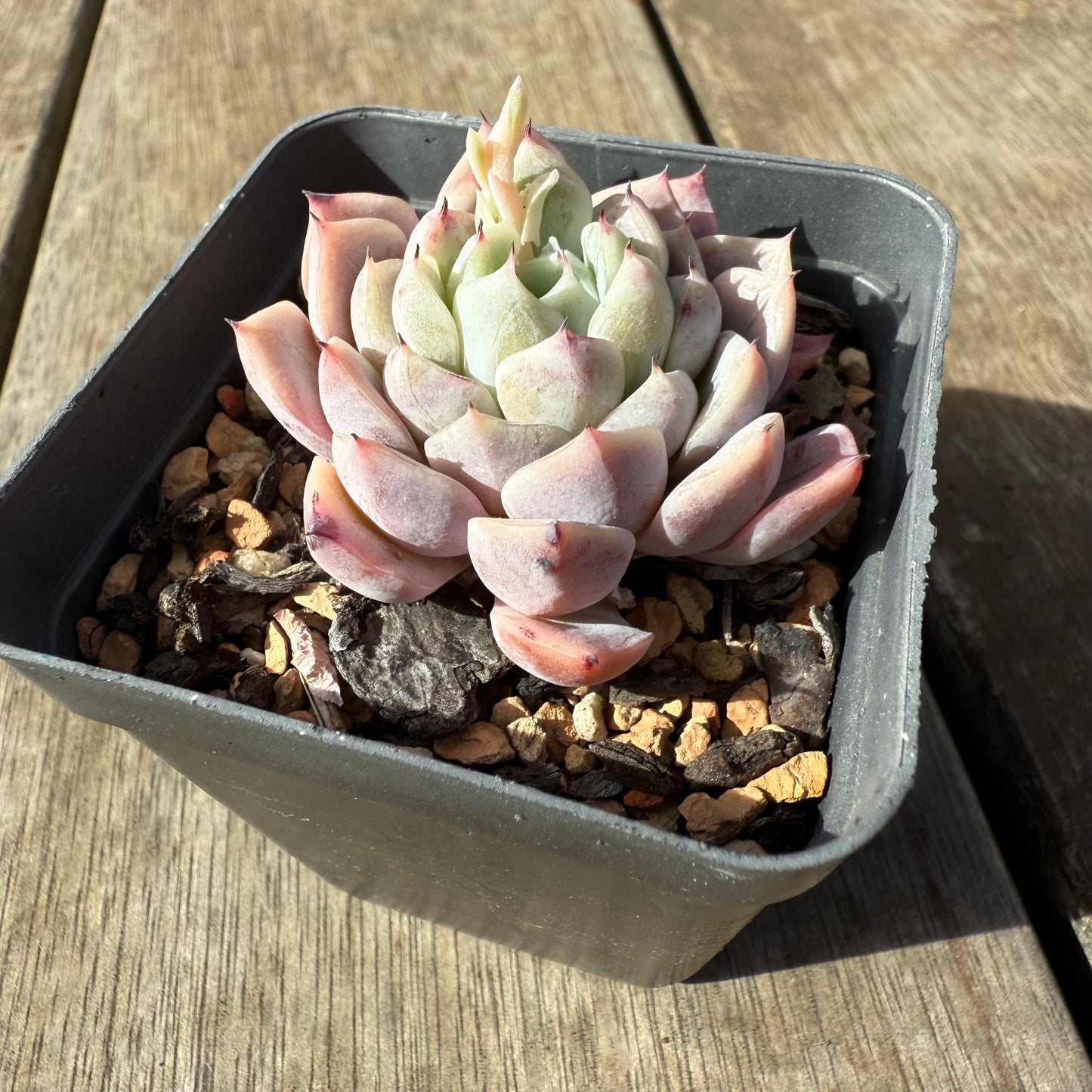 0209 Echeveria Violet Princess