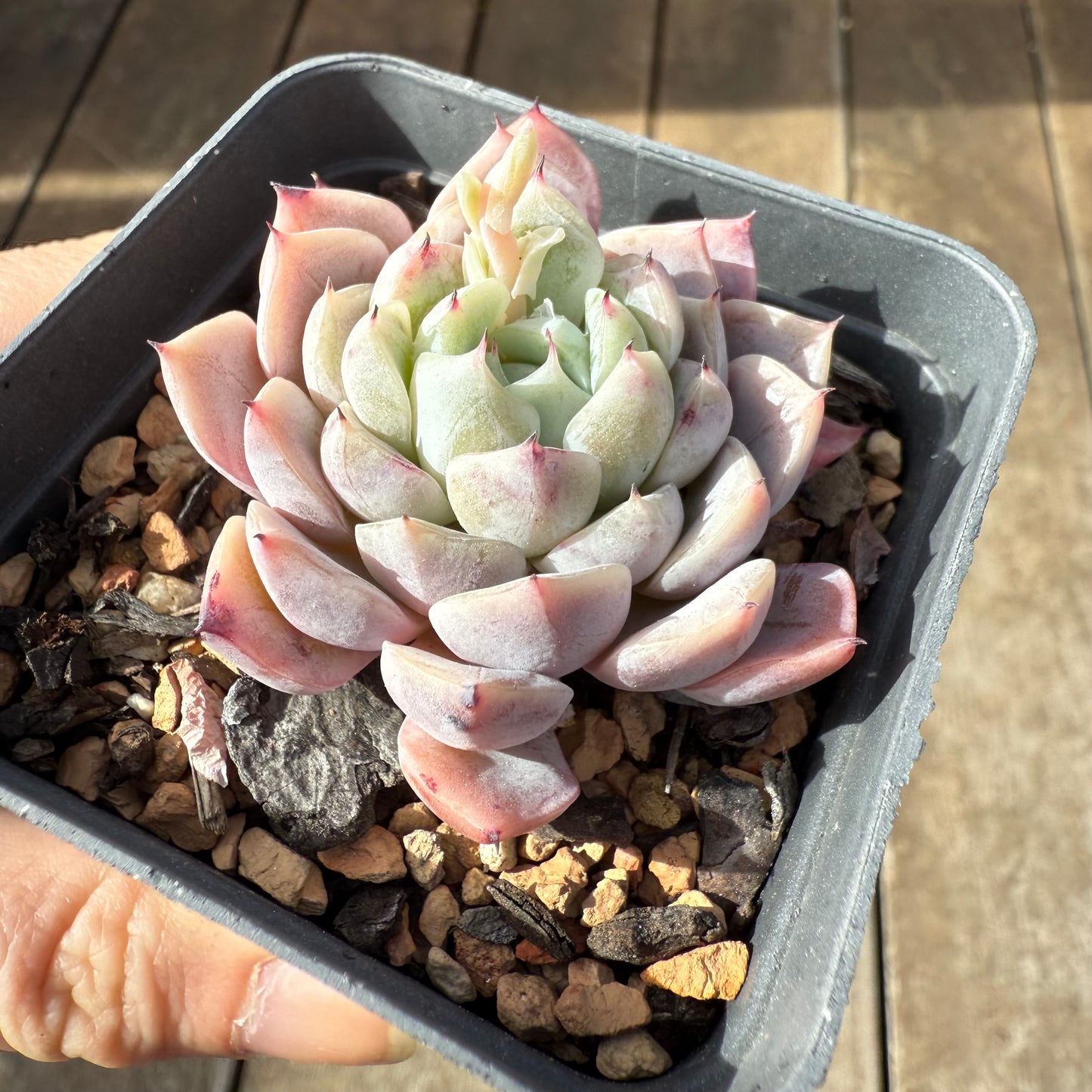 0209 Echeveria Violet Princess
