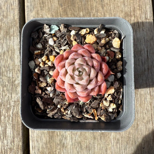 0209 Echeveria 'Berrykiss'