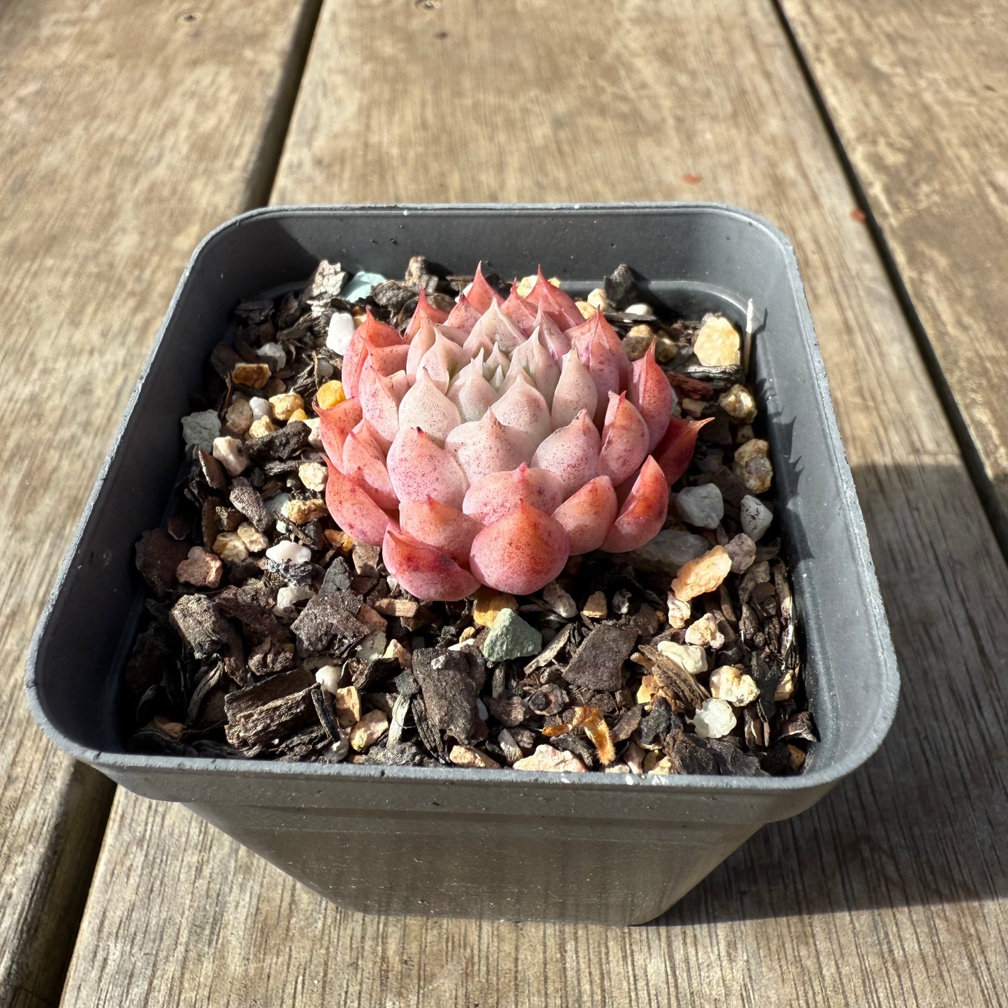 0209 Echeveria 'Berrykiss'