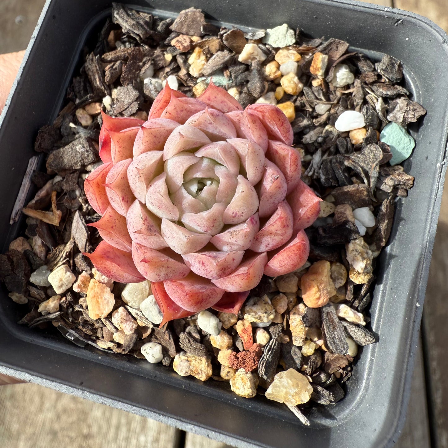 0209 Echeveria 'Berrykiss'