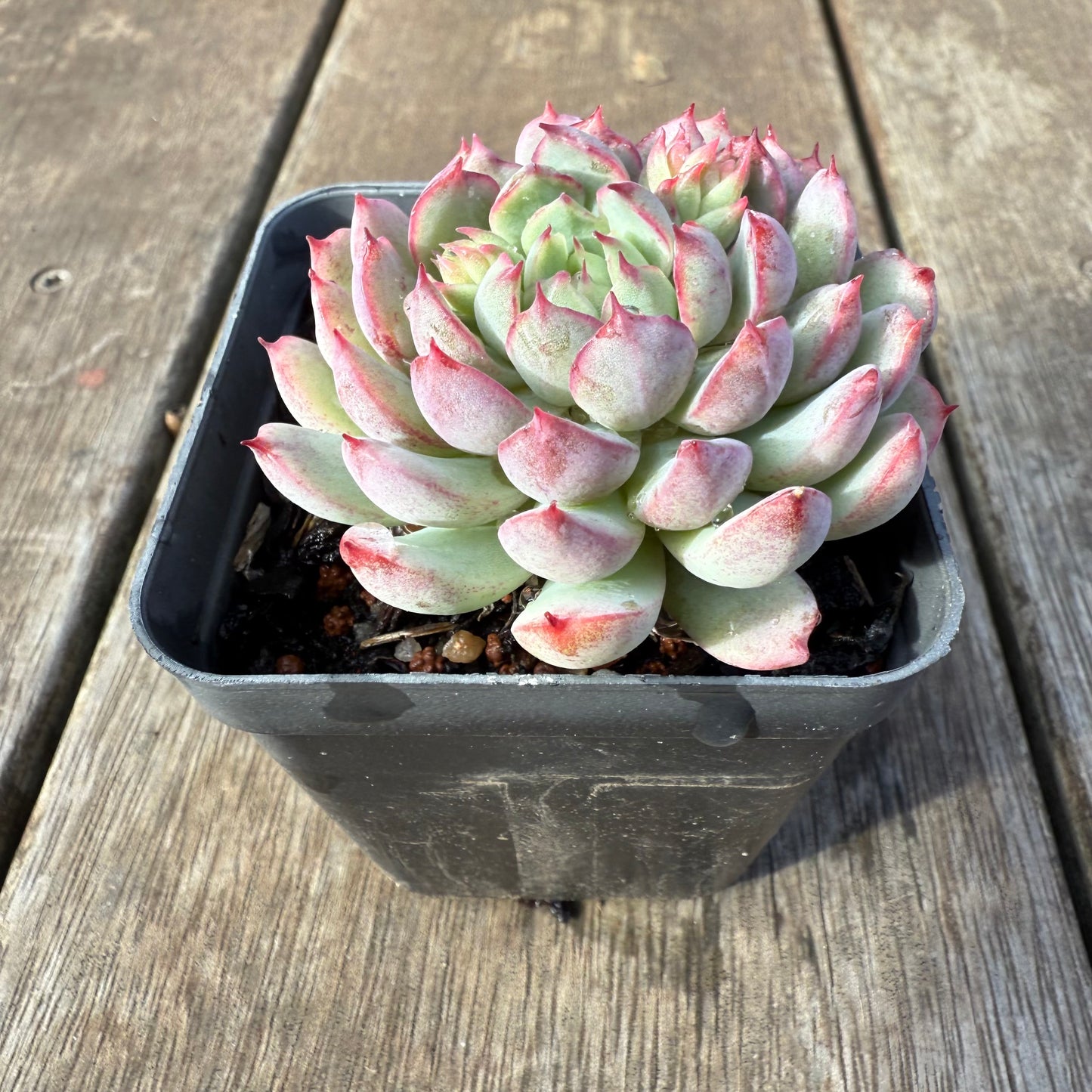 0209 Echeveria 'Red Skirt'