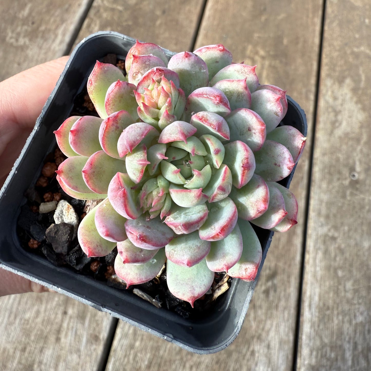 0209 Echeveria 'Red Skirt'
