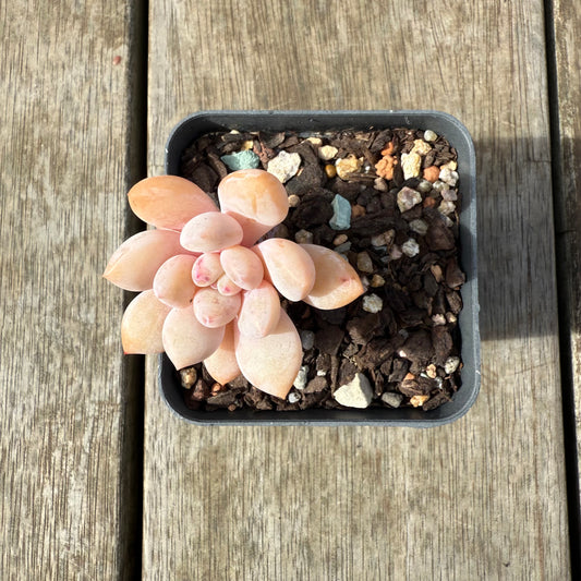 0209 Pachyveria Snow Beauty