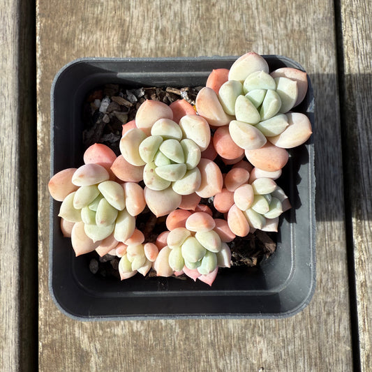 0209 Sedeveria Pudgy